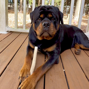 Elk Antler Dog Chews