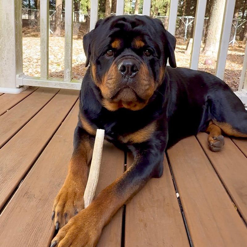 Elk Antler Dog Chews