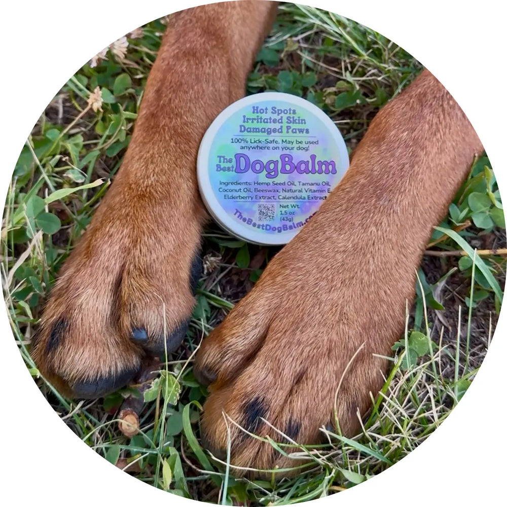 Dog paws resting beside a tin of The Best Dog Balm