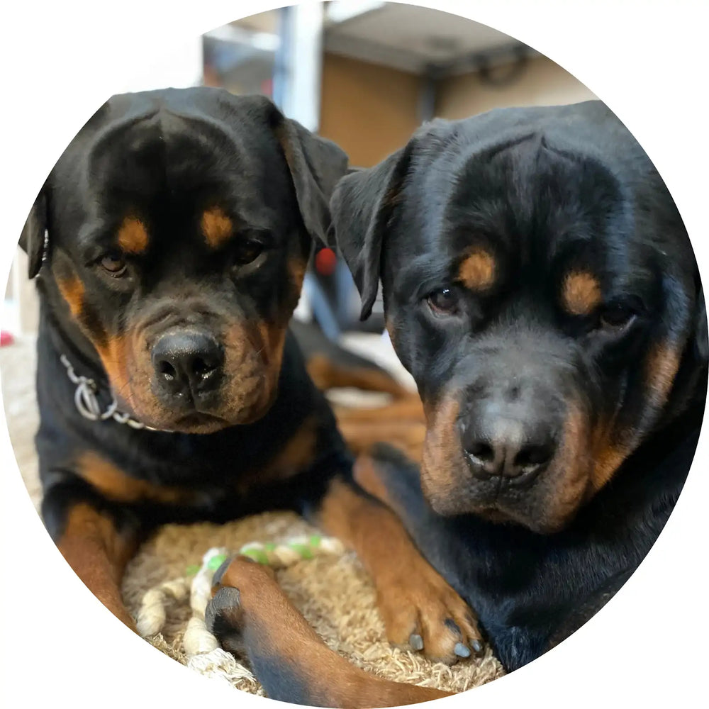 Two Rottweilers giving side-eye