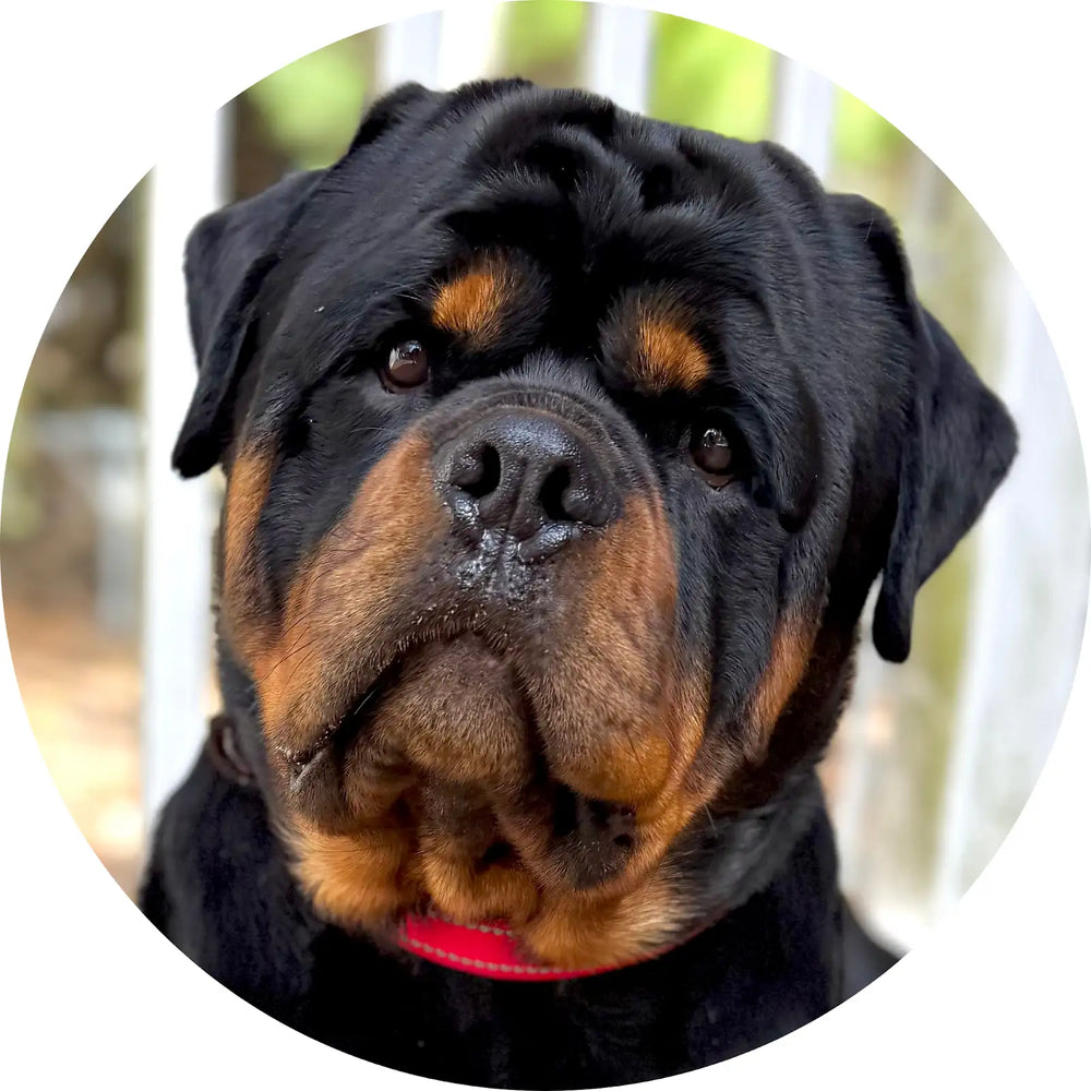 Rottweiler close-up