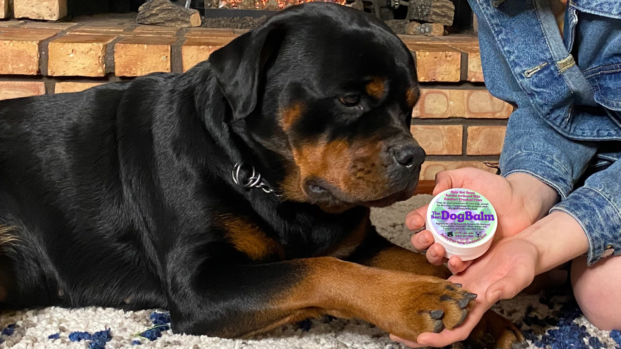 How to apply the best dog balm