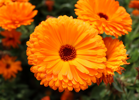 Calendula