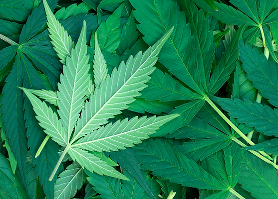 Hemp Seed Oil