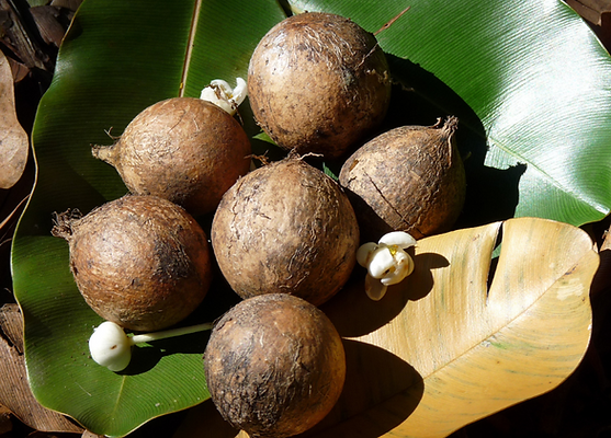 Tamanu Oil