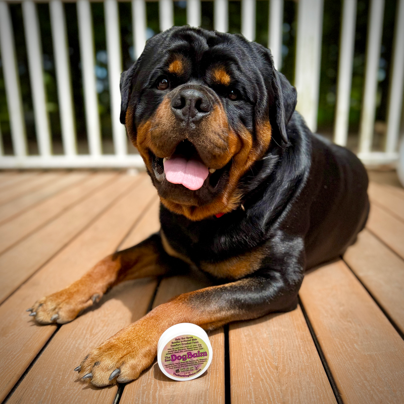The Best Dog Balm jar