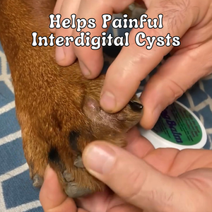 The Best Dog Balm