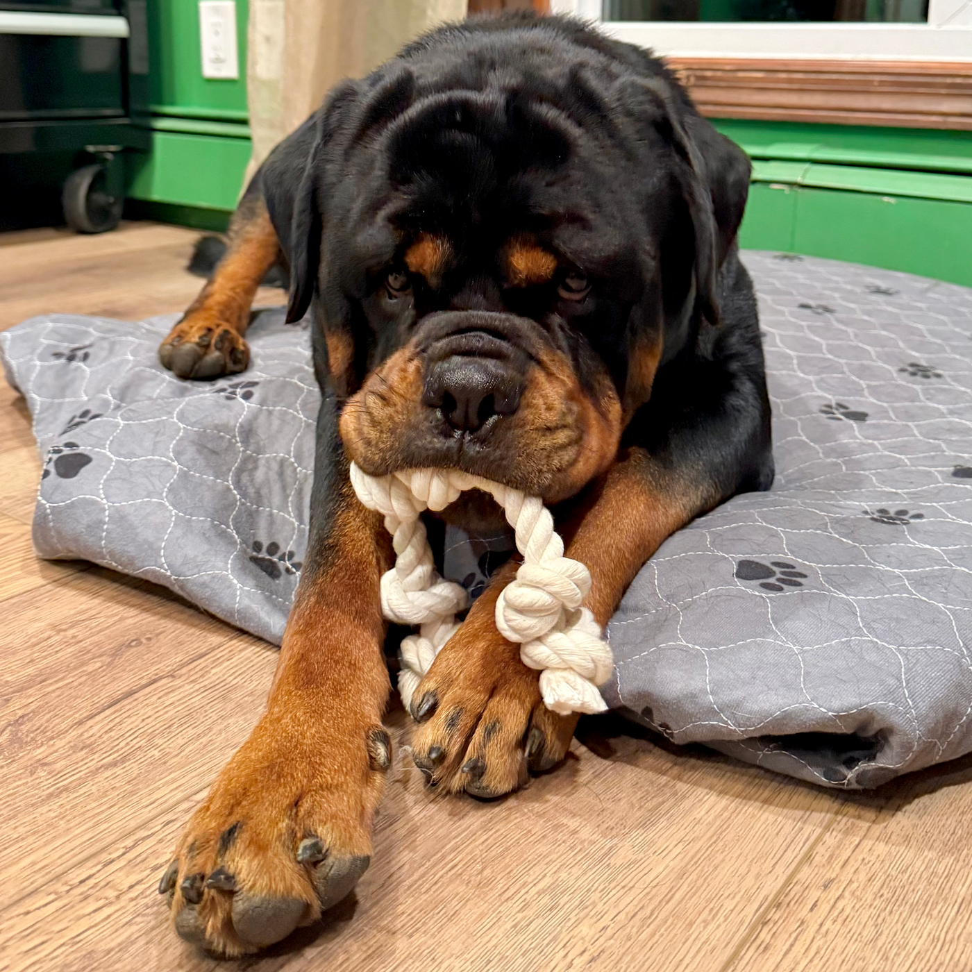 Quality Rope Toy