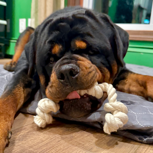Quality Rope Toy