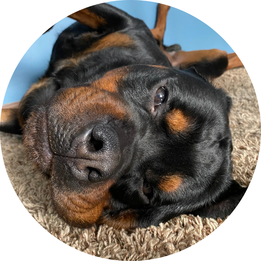Happy dog with The Best Dog Balm