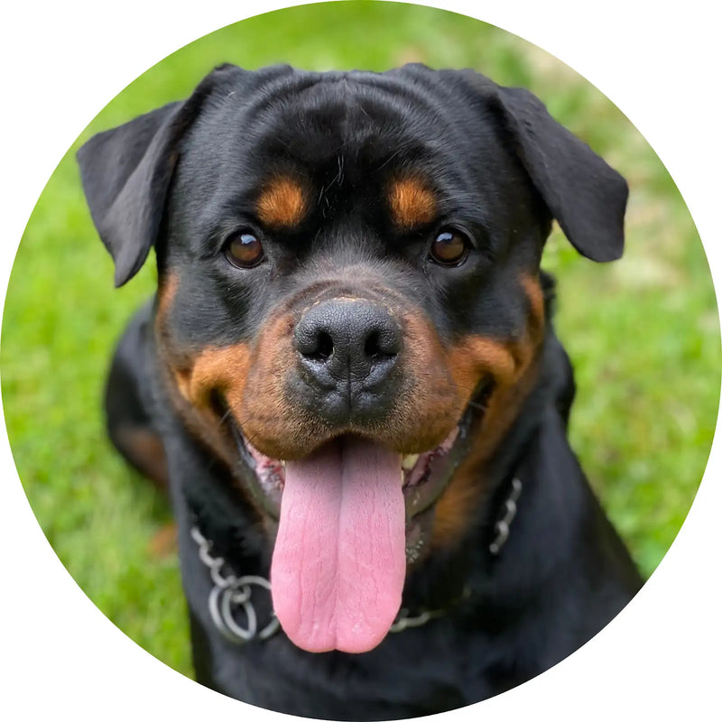 Happy Rottweiler relaxing