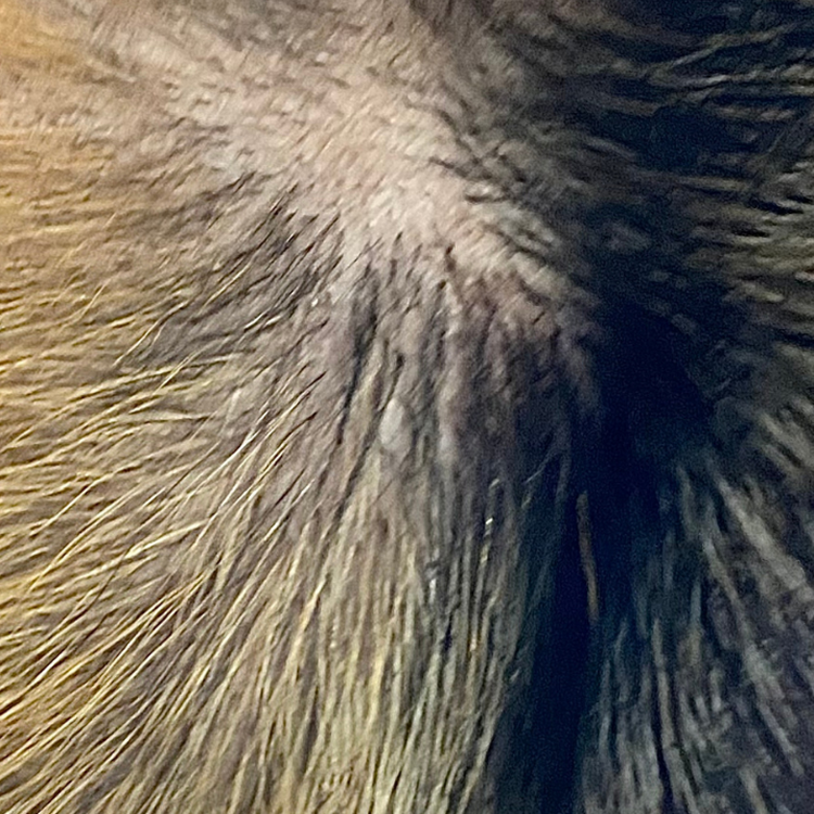 Zeus, healed